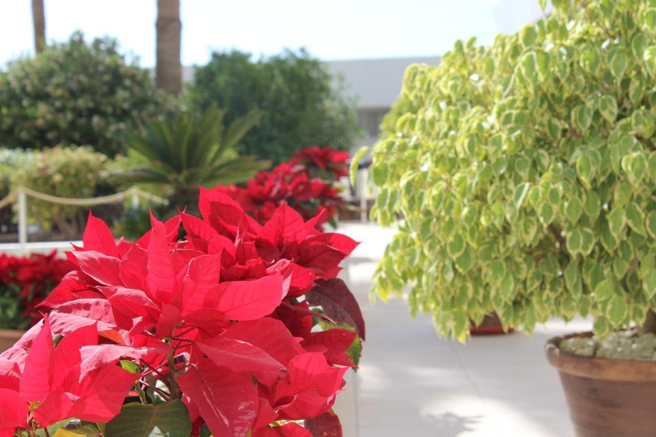 Club Villa Mar - First Line With Sea View Costa Adeje  Exterior foto